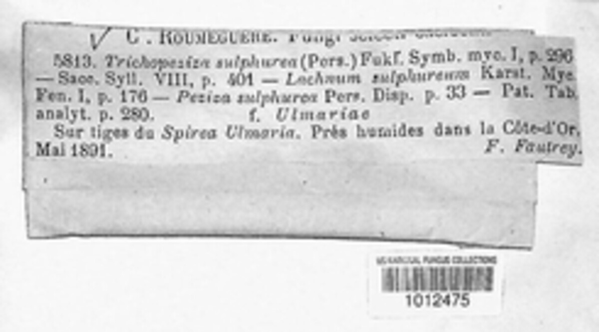 Belonidium sulphureum image